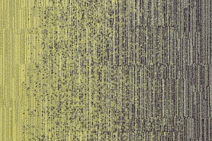 Ковровая плитка Milliken LayLines llt 103-173-06 Lemongrass-Sweater фото  | FLOORDEALER
